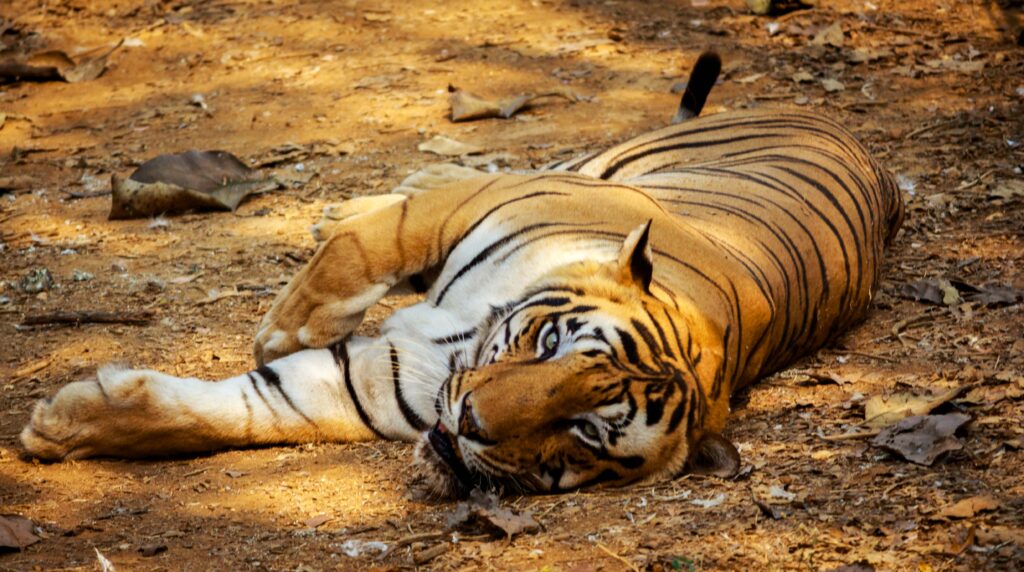 PM Modi Releases Tiger Census Data On April 9, 2023, Prime Minister Narendra Modi announced that India's tiger population had increased significantly to 3,167 in 2022, up from 2,967 in 2018